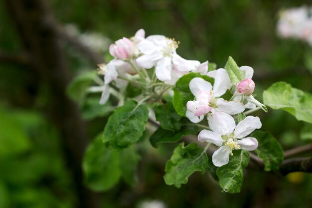 Ramas de un manzano en flor en un huerto de manzanas.