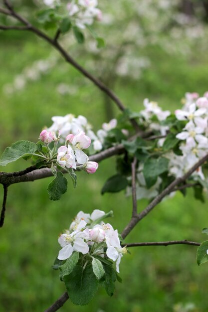 Ramas de un manzano en flor en un huerto de manzanas.