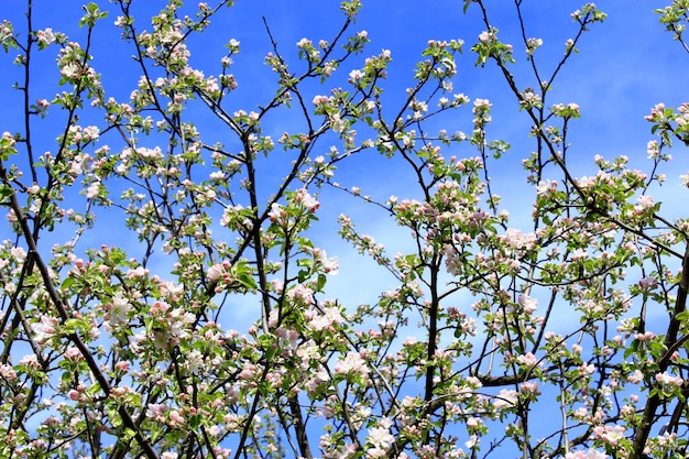 ramas del manzano en flor en la primavera