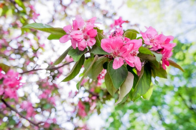 Ramas de manzano en flor rosa, grandes brotes tiernos como símbolo de la belleza primaveral en la naturaleza, fondo natural de flores, flores rosas brillantes que florecen en primavera
