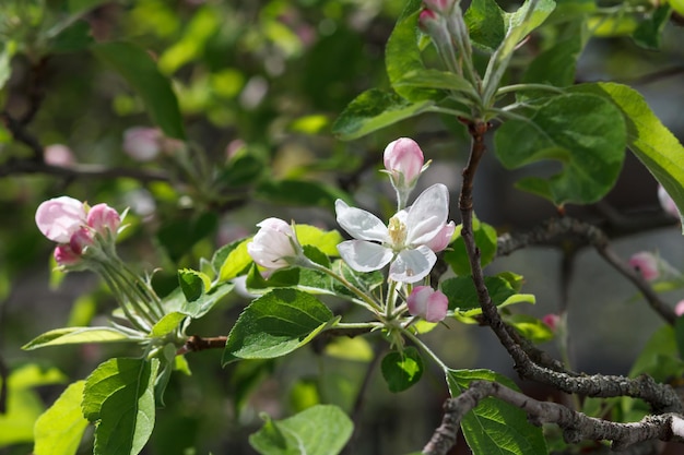 Ramas de manzano floreciente en un huerto de primavera con fondo borroso.