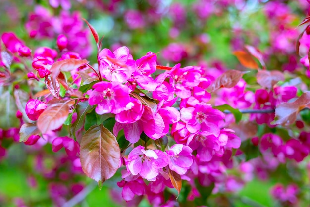 Ramas de manzano floreciente rosa grandes capullos blancos tiernos como símbolo de la belleza primaveral en la naturaleza fondo natural de flores pancarta de primavera