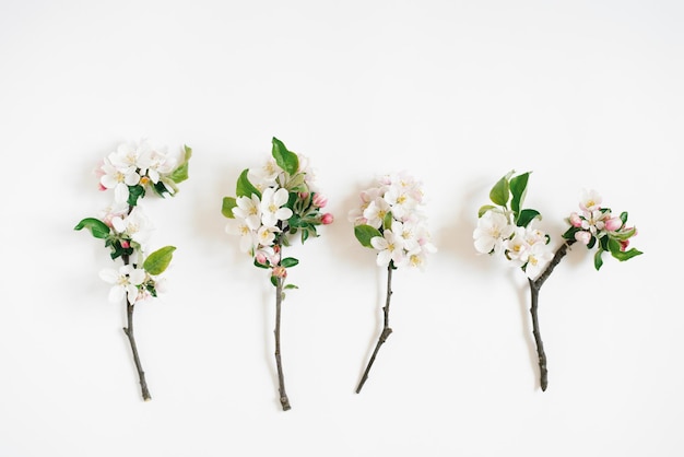 Ramas de manzano con flores blancas sobre un fondo blanco. Vista superior, endecha plana