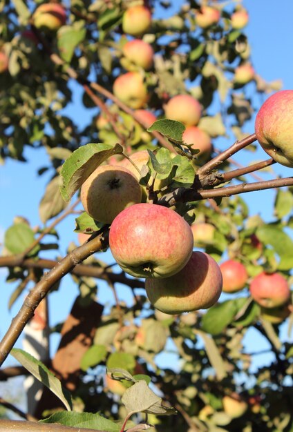 Ramas de manzano de primer plano y manzanas maduras.