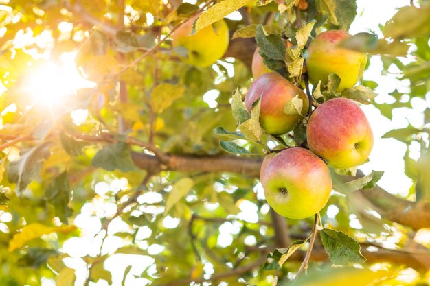 Ramas de manzano con varias frutas sobre ellas Foto retroiluminada de manzanas maduras de primer plano en el jardín de manzanas Concepto de comida orgánica saludable