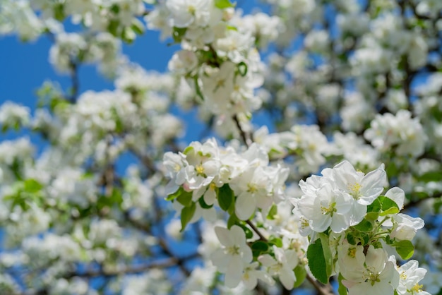 Ramas de manzanos en flor en primavera