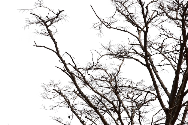 Foto las ramas muertas, siluetean el árbol muerto o el árbol seco en el fondo blanco con la trayectoria de recortes.