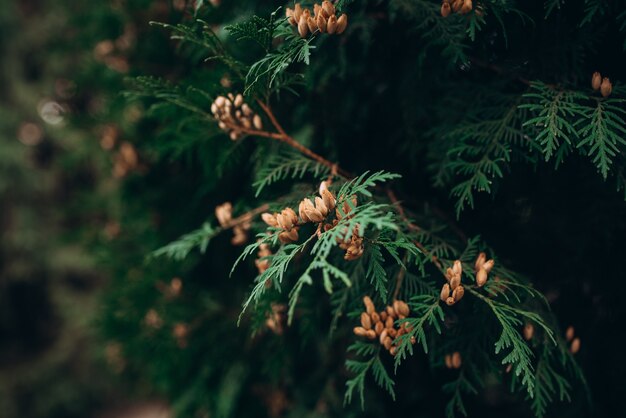 ramas de navidad con conos