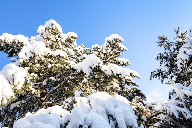 Ramas nevadas de abeto y cielo azul