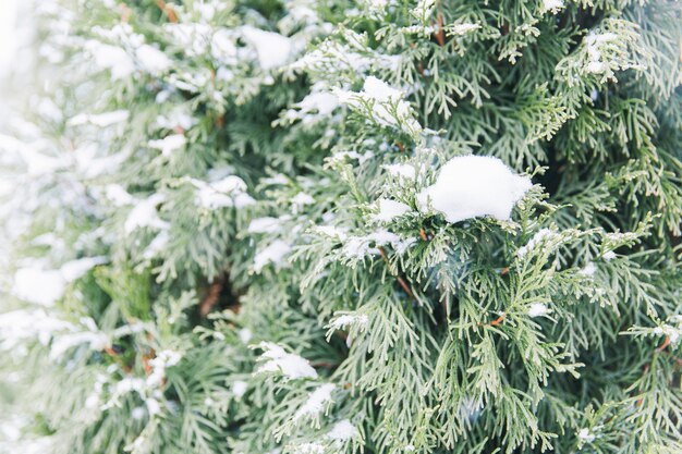 Ramas nevadas de piceas verdes en el bosque. árbol de Navidad