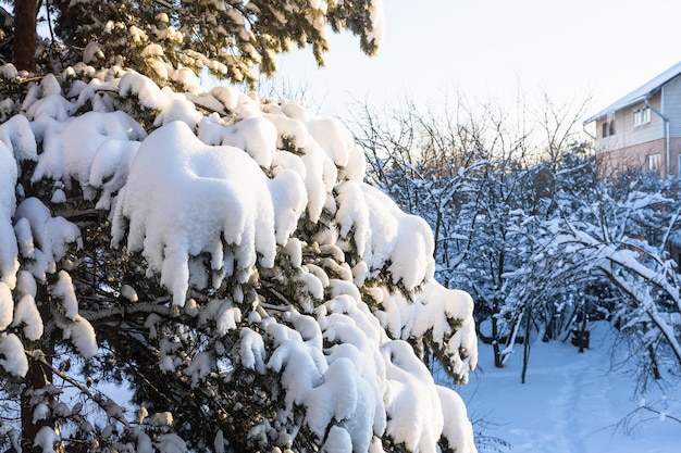 Ramas nevadas de pino iluminadas por el sol poniente