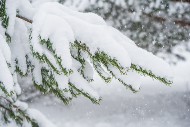 Ramas de nieve de un abeto árbol de Navidad en la nieve en el bosque de invierno