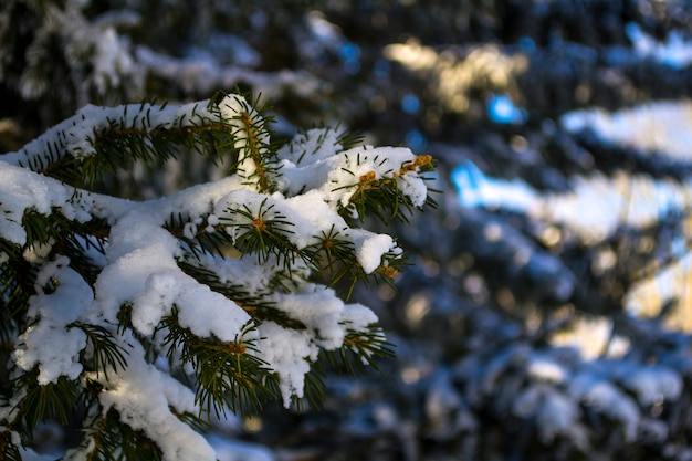 Ramas en la nieve de cerca de un árbol