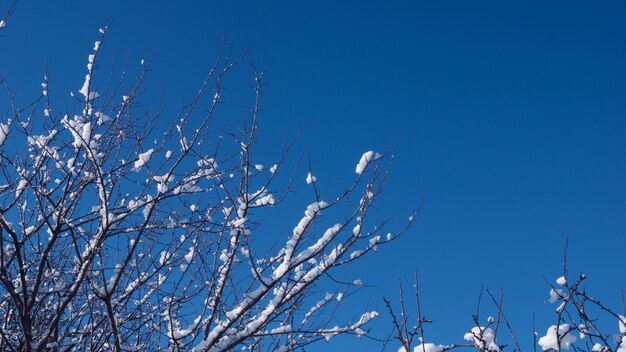 Ramas en la nieve contra el cielo azul.