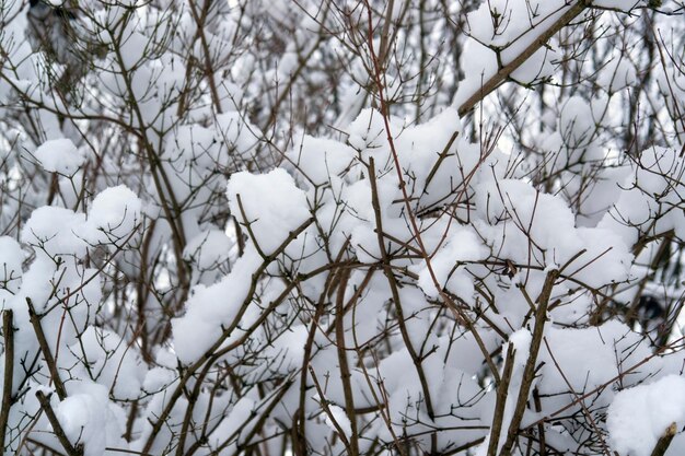 ramas y nieve