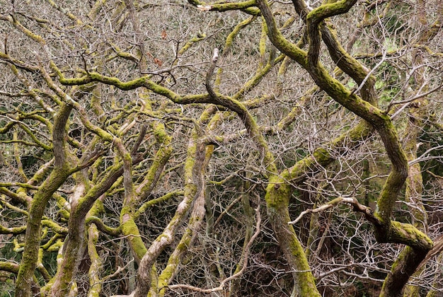 Ramas nudosas de muchos árboles