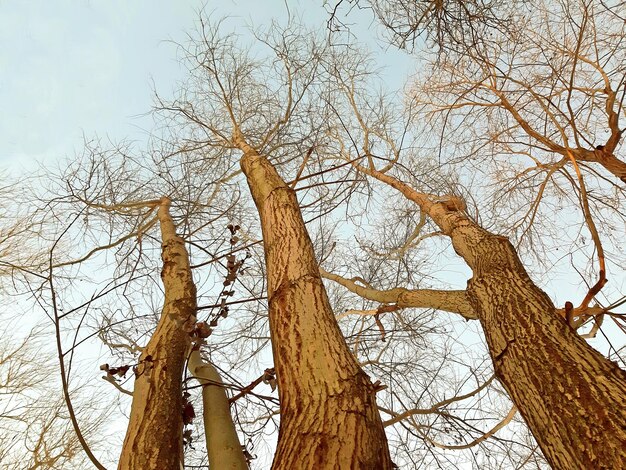 Ramas de olmos en cielo despejado en invierno