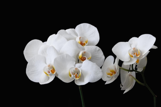 Ramas de una orquídea blanca tomadas usando el apilamiento de enfoque en una imagen muy detallada de fondo negro