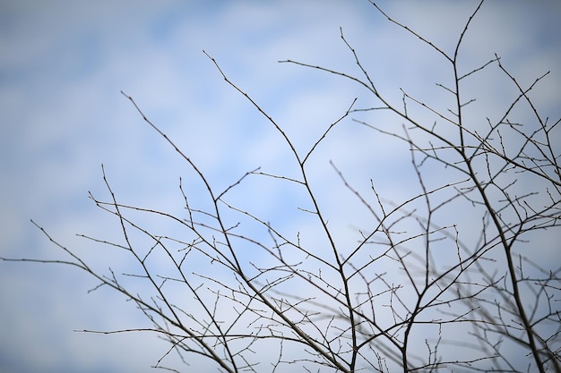 ramas otoñales sin fondo de hojas / fondo abstracto de naturaleza estacional, ramas desnudas, hojas voladas, otoño