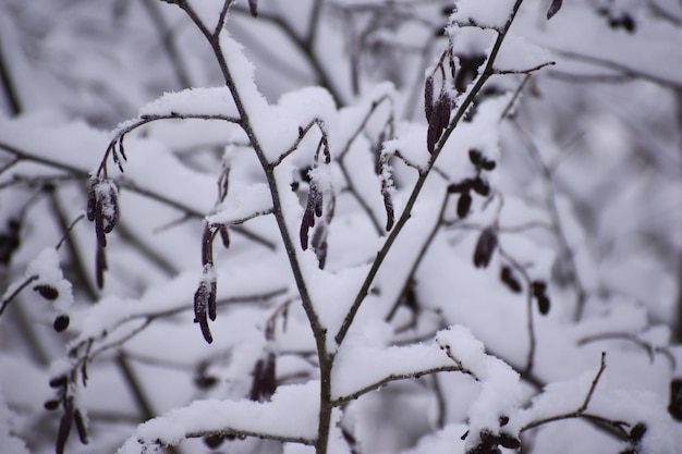 Ramas de paisaje de invierno en primer plano de nieve blanca. invierno blanco naturaleza tranquila