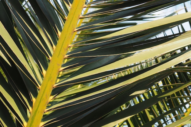 Ramas de palma contra el cielo azul Clima soleado Vacaciones en el resort El coco y las hojas de dátiles se balancean El cielo azul Turismo y viajes a un lugar tropical Palmeras de Montenegro Vacaciones en la playa