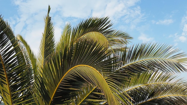 Ramas de palma contra el cielo azul Clima soleado Vacaciones en el resort El coco y las hojas de dátiles se balancean El cielo azul Turismo y viajes a un lugar tropical Palmeras de Montenegro Vacaciones en la playa