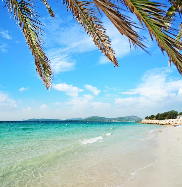 Foto ramas de palma sobre una playa tropical