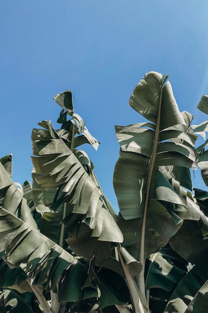 Ramas de una palmera contra el cielo azul Fondo de verano