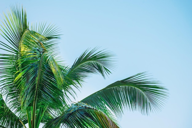 Ramas de palmera sobre cielo azul, fondo tropical con copyspace