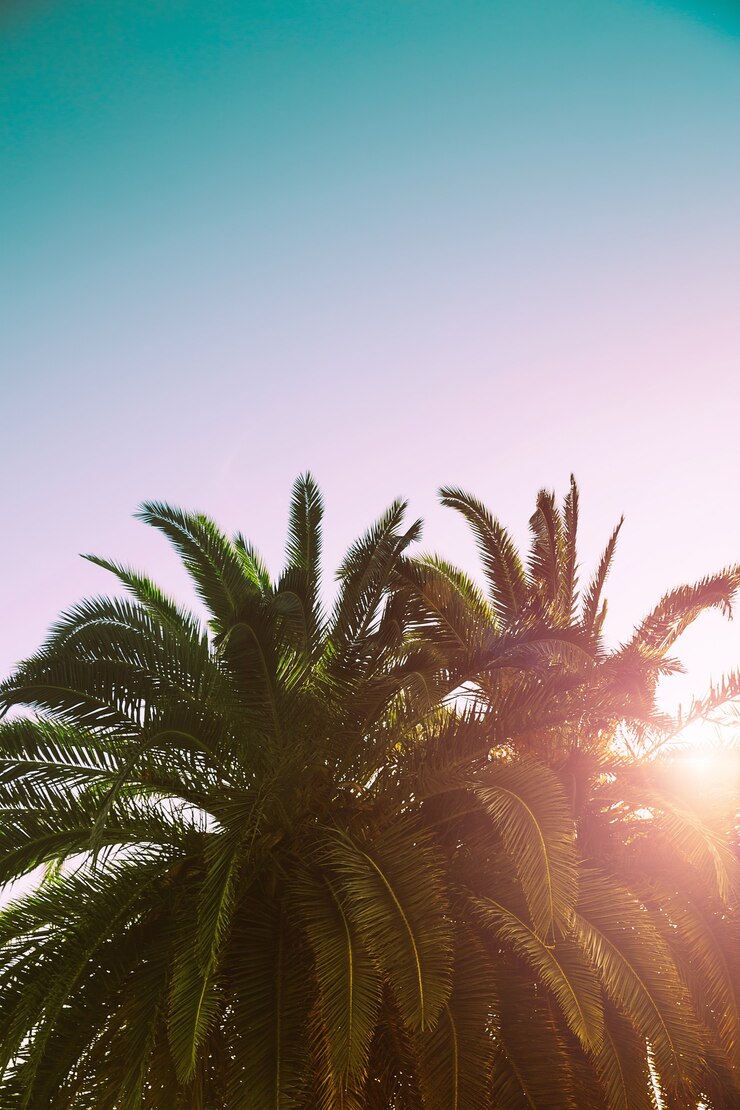 Foto ramas de palmeras contra el cielo paisaje de la naturaleza en el mar océano costa fondo tropical