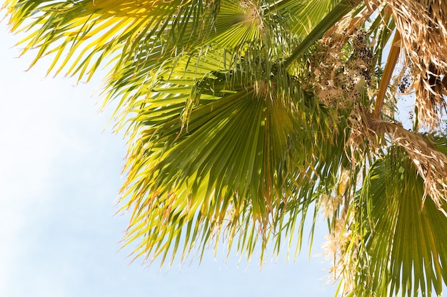 Ramas de palmeras datileras bajo un cielo azul en verano