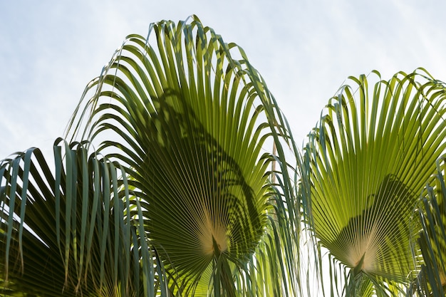 Ramas de palmeras datileras bajo un cielo azul en verano