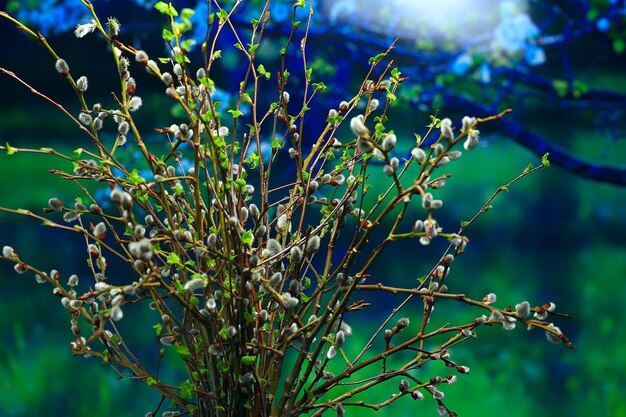 Ramas pequeñas con hojas de brotes / fondo de primavera, concepto de frescura botánica juvenil