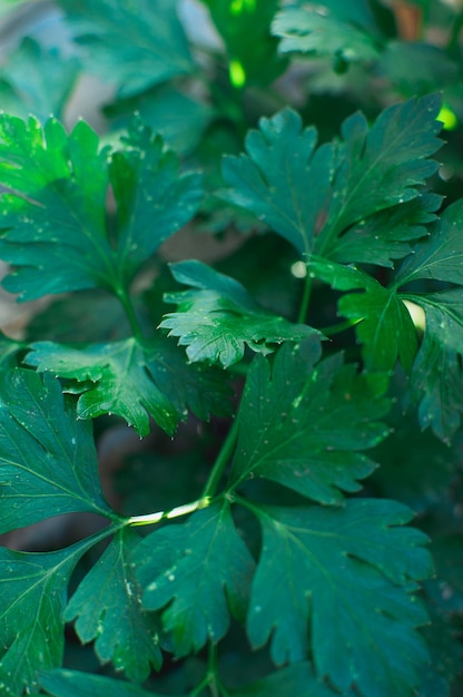 ramas de perejil en el jardin