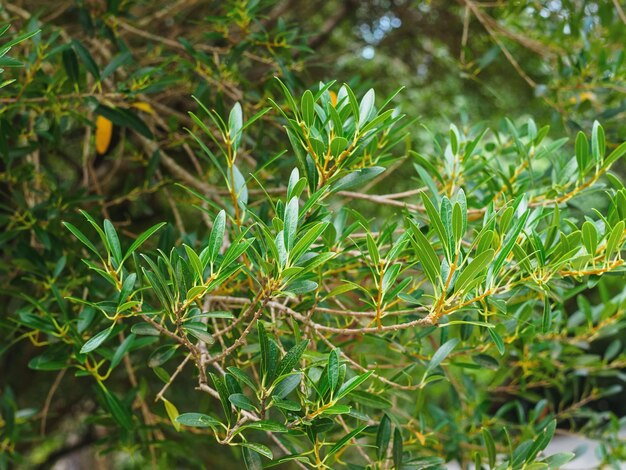 Ramas de phillyrea angustifolia primer plano