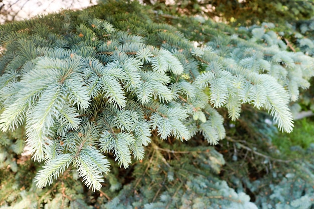 Ramas de pino de abeto de coníferas espinosas esponjosas verdes de un árbol abetos iluminados por la luz del sol