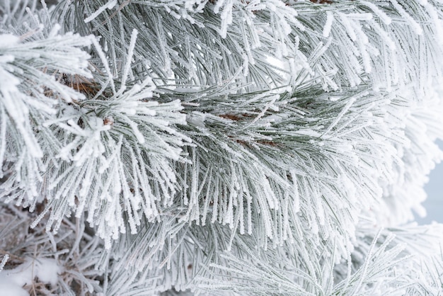 Las ramas de pino y las agujas están cubiertas de nieve esponjosa. Macro