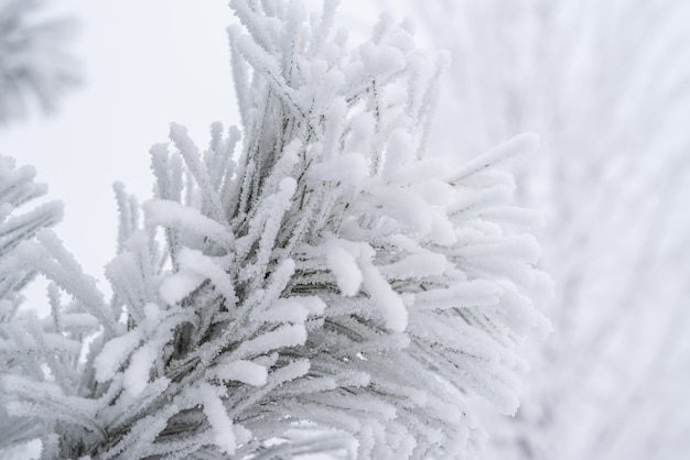 Las ramas de pino y las agujas están cubiertas de nieve esponjosa. Macro