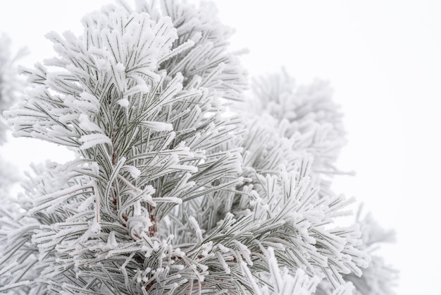 Las ramas de pino y las agujas están cubiertas de nieve esponjosa. Macro