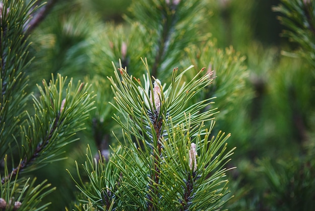 Ramas de pino closeup Arbusto pino de montaña Pinus mugo en primavera
