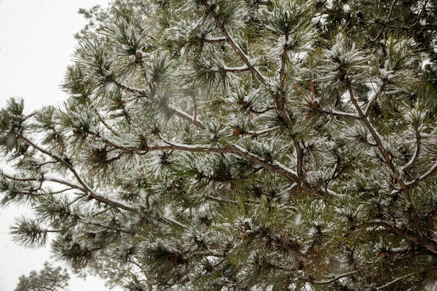 Ramas de pino con conos bajo la nieve en el bosque