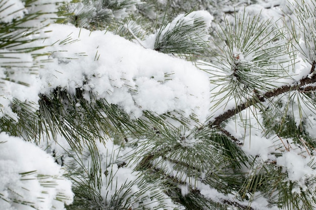 Ramas de pino con conos bajo la nieve Pinos nevados