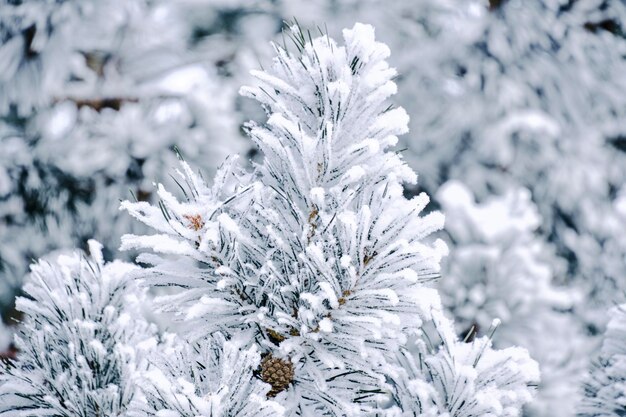 Ramas de pino cubiertas de nieve de fondo