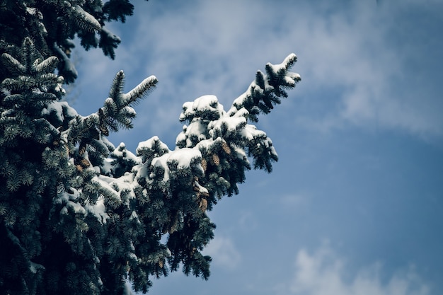 Ramas de pino cubiertas de nieve