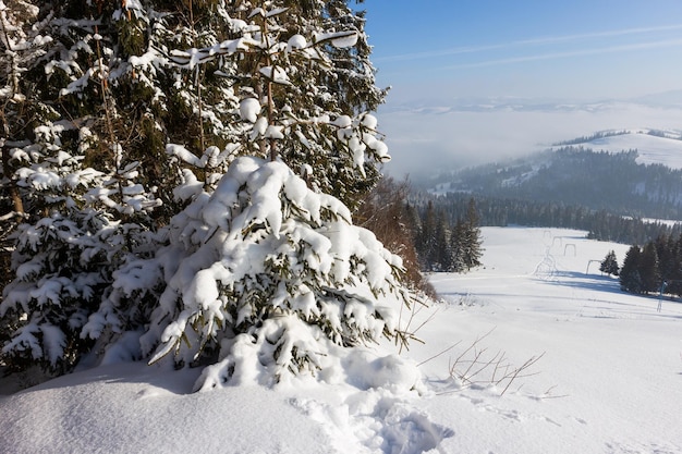 Ramas de pino cubierto de nieve en primer plano del bosque de invierno