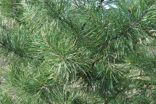 Ramas de pino densas con aguja verde larga como vista de primer plano de fondo