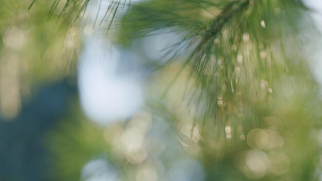 Las ramas de pino de la familia Pinaceae se balancean en el viento bokeh fuera de foco