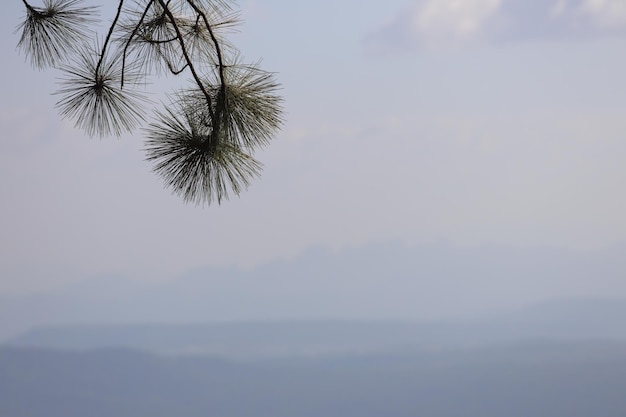 Ramas de pino y fondo de montaña.