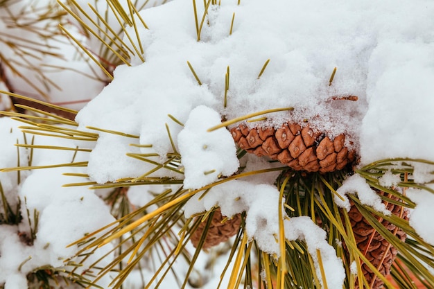 Ramas de pino con nieve árbol de nieve