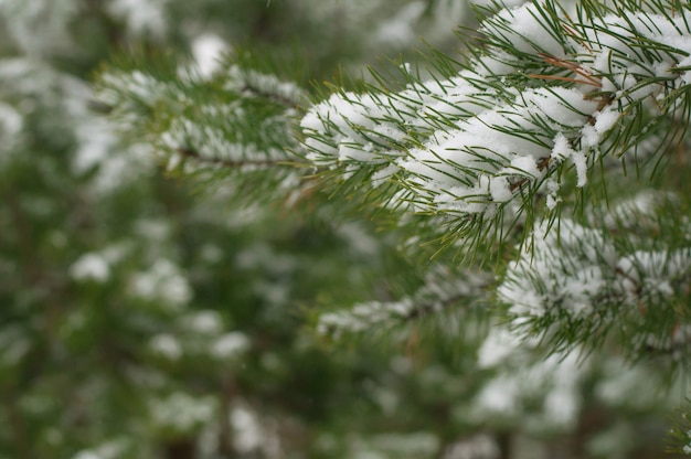 Ramas de pino en la nieve de cerca sobre un fondo borroso